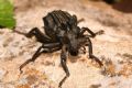 Brachycerus undatus